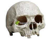 Terraario netistä, Primate Skull pääkallo.