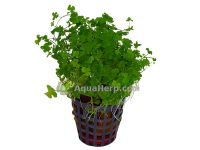 Hydrocotyle tripartita