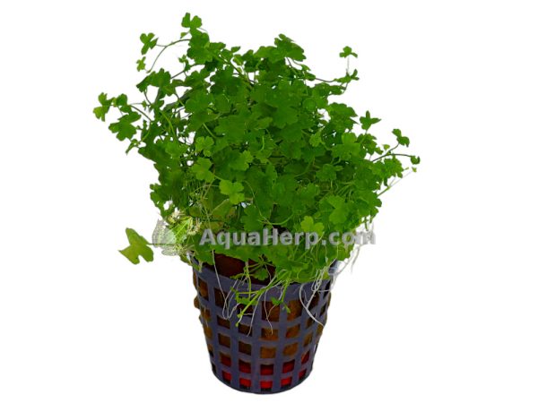 Hydrocotyle tripartita