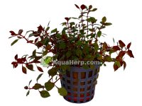 Ludwigia palustris “Mini Super Red”