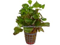 Lobelia cardinalis “Wavy”
