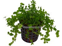 Micranthemum umbrosum