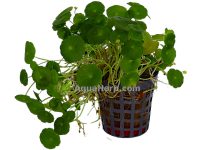 Hydrocotyle verticillata