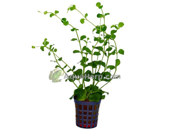 Lysimachia nummularia