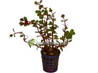 Rotala “Blood Red”