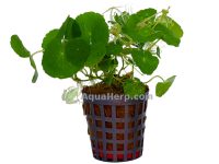 Hydrocotyle leucocephala