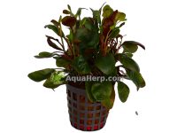 Lobelia cardinalis “Dwarf”