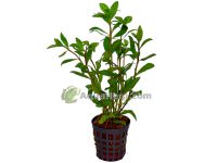 Hygrophila rosea australis