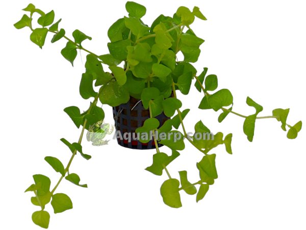 Lysimachia nummularia “Aurea”