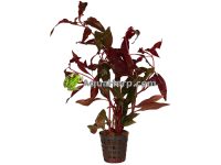 Alternanthera cardinalis