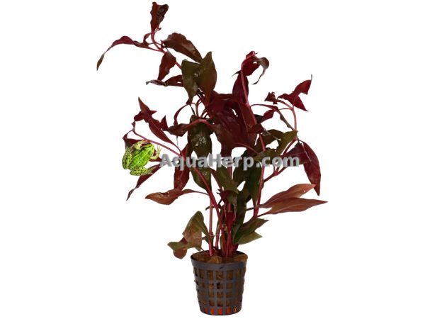 Alternanthera cardinalis