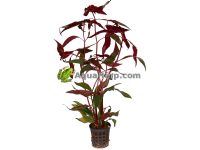 Alternanthera cardinalis “Variegata”