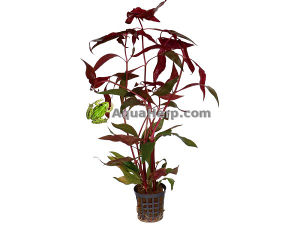 Alternanthera cardinalis “Variegata”