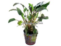 Cryptocoryne walkeri