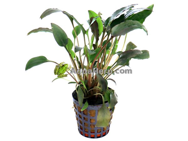 Cryptocoryne walkeri