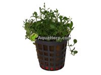 Glossostigma elatinoides