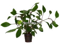 Hygrophila corymbosa