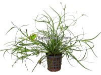 Juncus repens