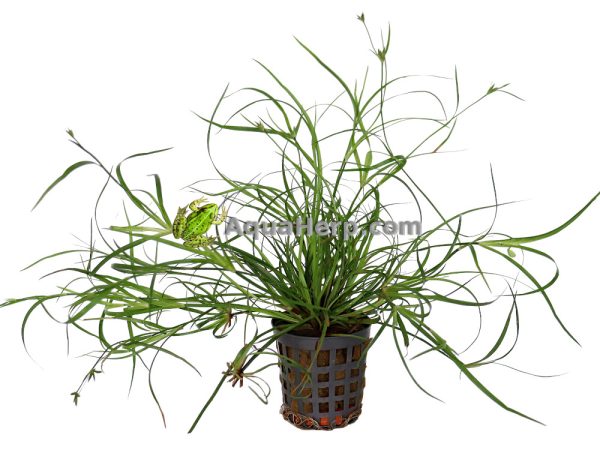 Juncus repens