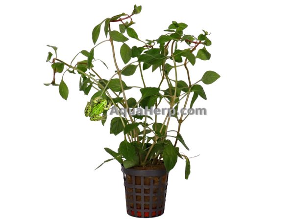Ludwigia palustris “Red”