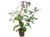 Ludwigia peruviana