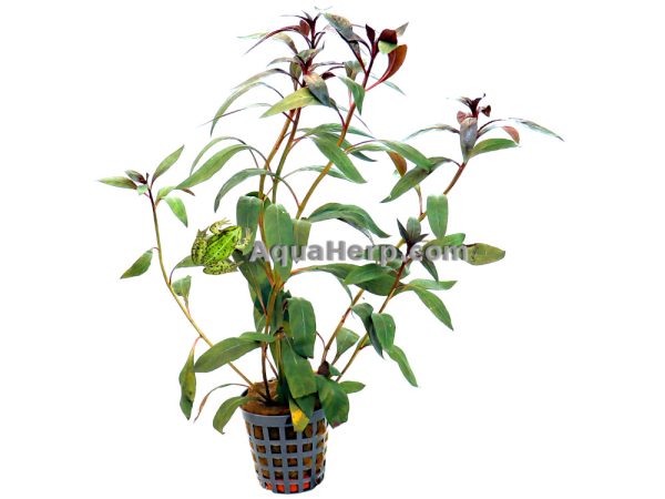 Ludwigia peruviana