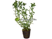 Rotala indica