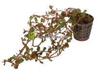 Rotala sp. “Orange Juice”