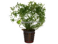 Rotala wallichii