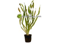 Akvaariokasvi kierteisvallisneria (Vallisneria asiatica).