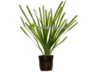 Akvaariokasvi netistä (Vallisneria spiralis).